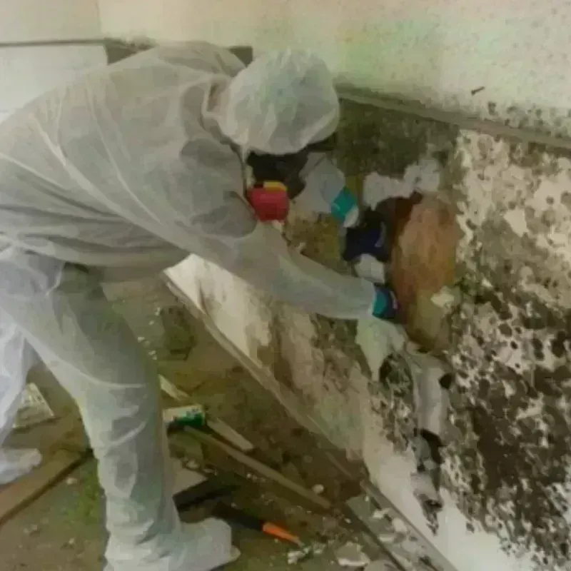 Mold Remediation and Removal in Madison County, VA